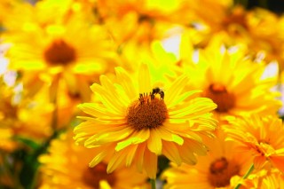 the_golden_season_by_eresaw-d595n76